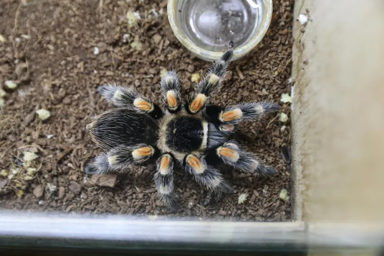Imate li hrabrosti kao ona? Ovo je izložba 70 tarantula i insekata, možete ju posjetiti u Zagrebu