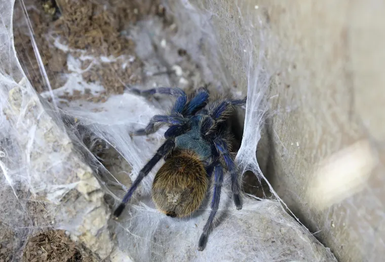 Imate li hrabrosti kao ona? Ovo je izložba 70 tarantula i insekata, možete ju posjetiti u Zagrebu
