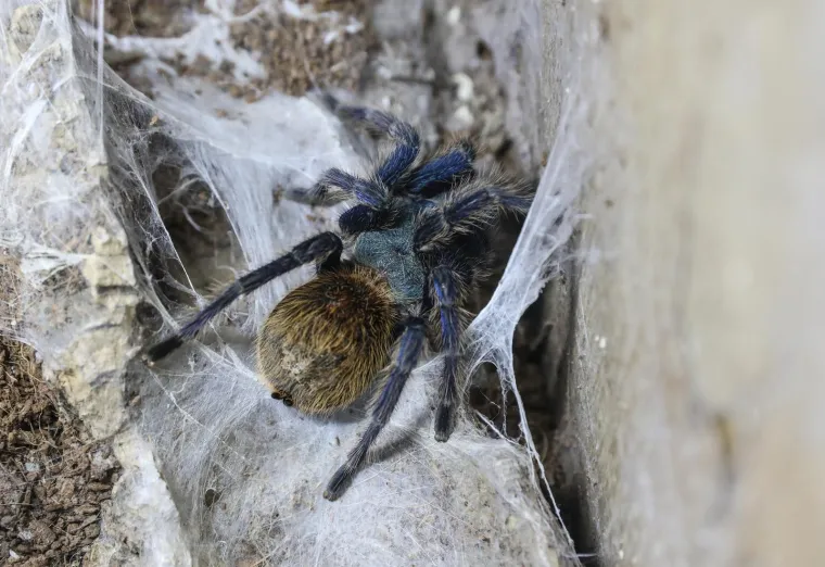 Imate li hrabrosti kao ona? Ovo je izložba 70 tarantula i insekata, možete ju posjetiti u Zagrebu