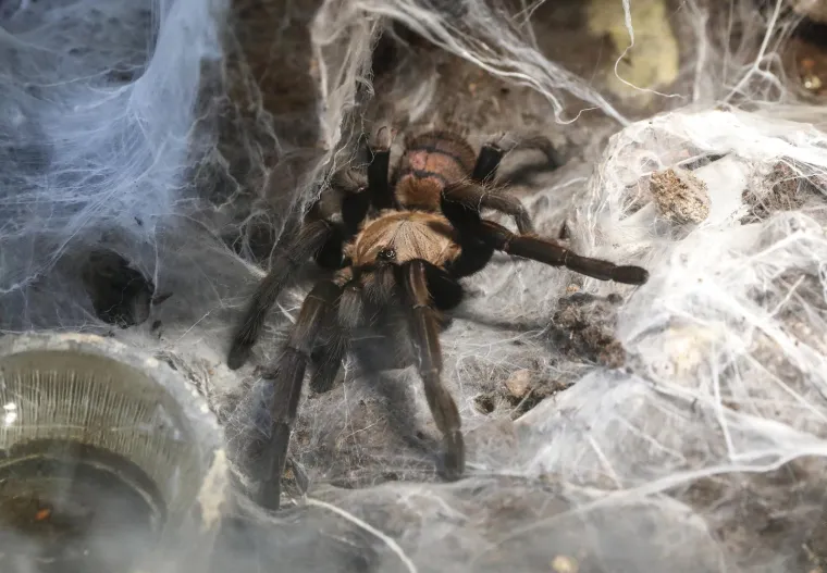 Imate li hrabrosti kao ona? Ovo je izložba 70 tarantula i insekata, možete ju posjetiti u Zagrebu