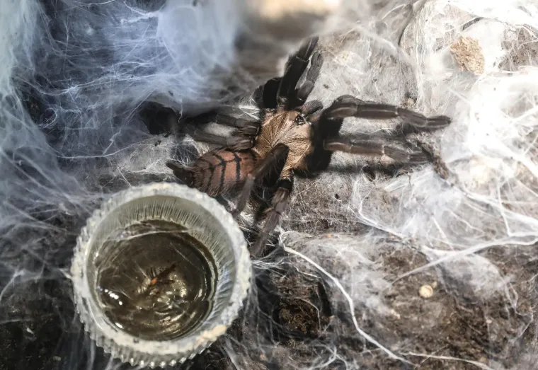 Imate li hrabrosti kao ona? Ovo je izložba 70 tarantula i insekata, možete ju posjetiti u Zagrebu