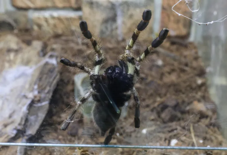 Imate li hrabrosti kao ona? Ovo je izložba 70 tarantula i insekata, možete ju posjetiti u Zagrebu