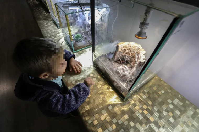 Imate li hrabrosti kao ona? Ovo je izložba 70 tarantula i insekata, možete ju posjetiti u Zagrebu