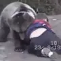 Ovo je snimka iz 1997. malog Khabiba Nurmagomedova, kako se u Sil&apos;di hrva s malim medvjedom. 