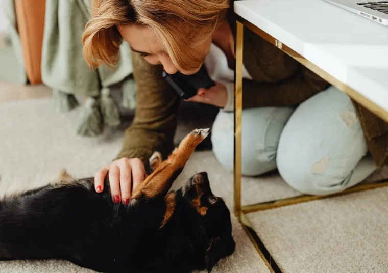 20. Zadah psa/mačke