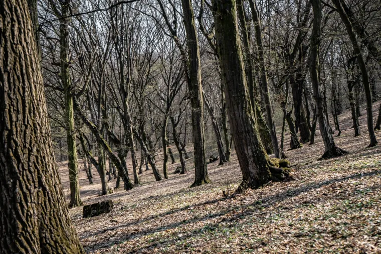 Šuma Hoia-Baciu, Rumunjska - ova misteriozna šuma u Transilvaniji često se naziva &quot;Bermudskim trokutom Rumunjske&quot;. Poznata je po brojnim paranormalnim pojavama, od NLO-a do duhova i neobjašnjivih zvukova.

Najintrigantniji dio šume je velika kružna čistina gdje ništa ne raste, a fenomen su neuspješno pokušali objasniti znanstvenici. Mnogi posjetitelji prijavljuju osjećaj vrtoglavice, mučnine i anksioznosti dok prolaze kroz šumu.