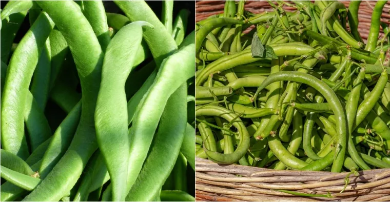 21. Zamijenite 80 g kuhanih plosnatih mahuna (1,8 g vlakana) za 80 g kuhanog zelenog okruglih mahuna (3,3 g vlakana) &scaron;to je 1,5 g dodatnih vlakana 