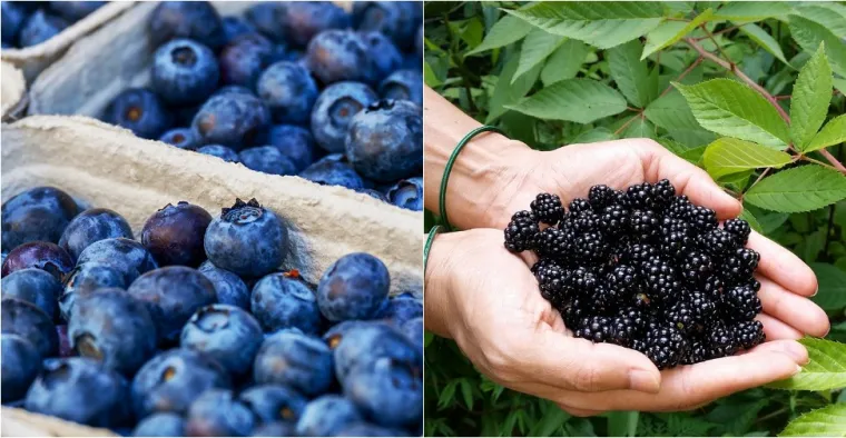 23. Zamijenite 80 g borovnica (1,2 g vlakana) za 80 g kupina (2,7 g vlakana) &scaron;to je 1,5 g dodatnih vlakana