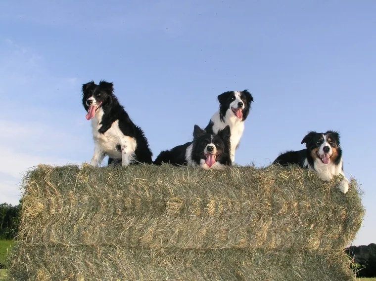 1. Border Collie: Border Collie se često smatra najinteligentnijom pasminom pasa. Ovi psi su poznati po svojoj izvanrednoj sposobnosti učenja i rješavanja problema.