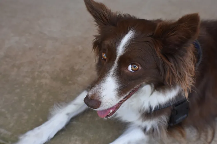 Border Collie može naučiti i zapamtiti stotine riječi i naredbi, a neki pojedinci su pokazali sposobnost razumijevanja složenih koncepata. Ovi psi su izuzetno energični i zahtijevaju mnogo mentalne i fizičke stimulacije.