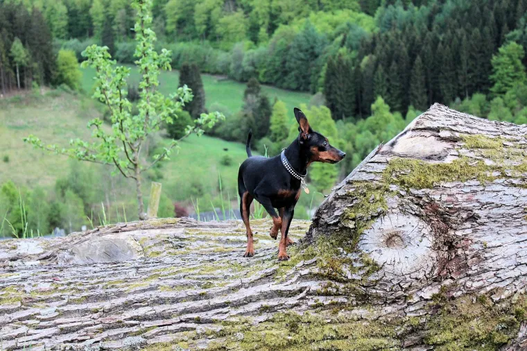 5. Doberman pinč: Dobermani su poznati po svojoj oštrini uma i brzini učenja. Ovi psi su izvorno uzgajani kao čuvari i zaštitnici, što se odražava u njihovoj inteligenciji i sposobnosti brze procjene situacije. 