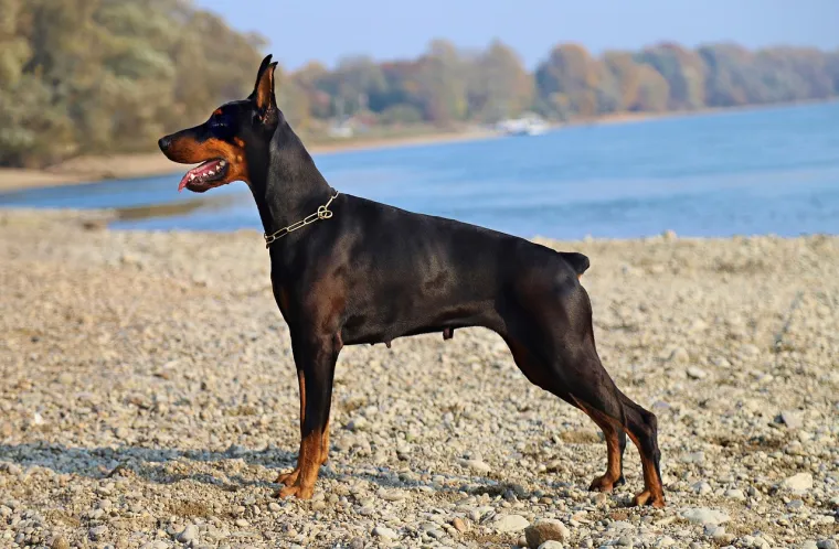 Dobermani su vrlo lojalni svojim obiteljima i mogu se obučiti za različite zadatke, od zaštite do sportskih aktivnosti.
