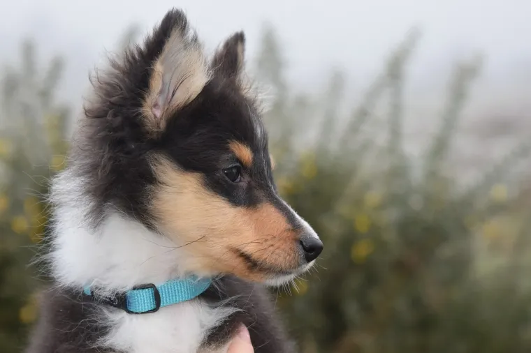 6. Šetlandski ovčar: Šetlandski ovčari, poznati i kao Sheltie, su mali ali izuzetno inteligentni psi. Ovi psi su izvorno uzgajani za čuvanje stada, što zahtijeva visoku razinu inteligencije i sposobnost samostalnog donošenja odluka.