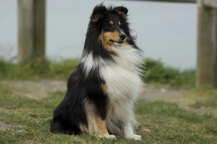 Sheltie su poznati po svojoj brzini učenja i odličnim rezultatima u psećim sportovima poput agilnosti.