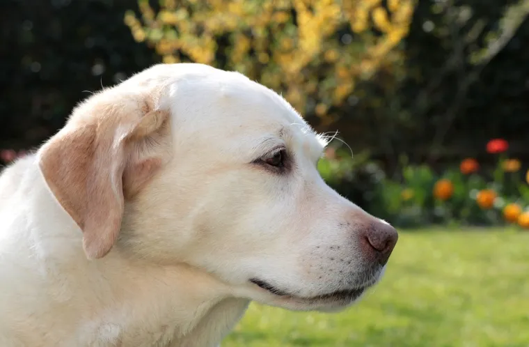 7. Labrador retriver: Labrador retriveri su jedni od najpopularnijih pasa na svijetu, dijelom zahvaljujući svojoj inteligenciji i prilagodljivosti. Ovi psi su izvrsni u obavljanju zadataka koji zahtijevaju retrieving, ali su također često korišteni kao psi vodiči i terapijski psi.