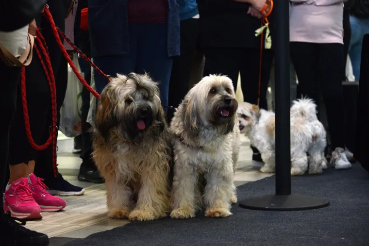 Nema koje pasmine nije bilo tamo. Pula je odabrala najljep&scaron;u nju&scaron;ku