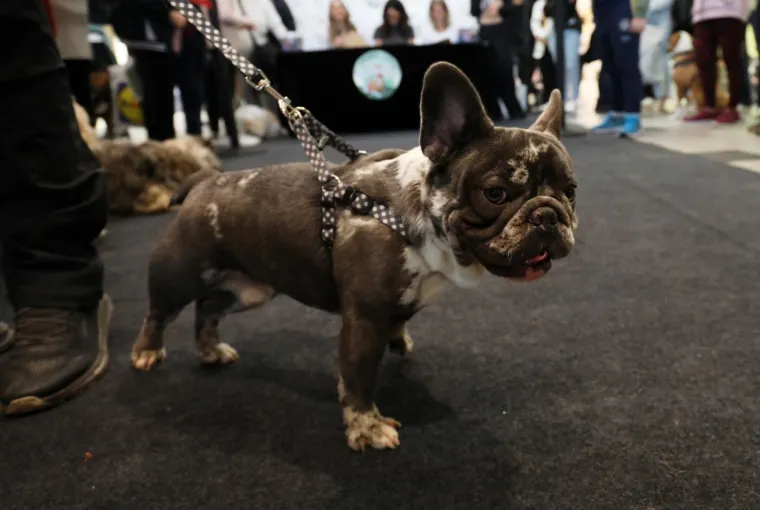 Nema koje pasmine nije bilo tamo. Pula je odabrala najljep&scaron;u nju&scaron;ku