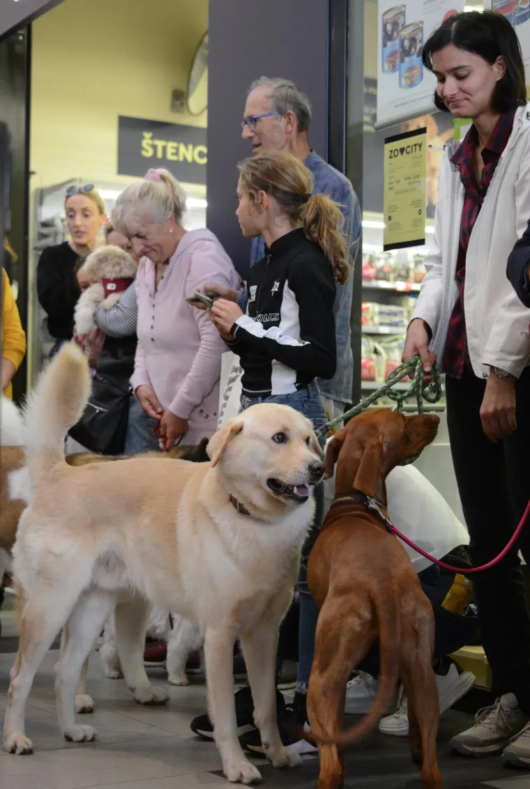 Nema koje pasmine nije bilo tamo. Pula je odabrala najljep&scaron;u nju&scaron;ku