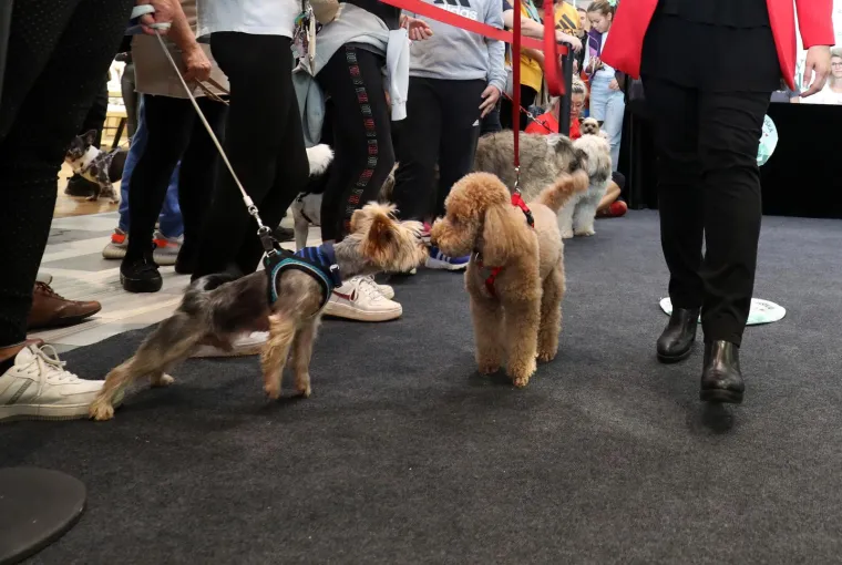 Nema koje pasmine nije bilo tamo. Pula je odabrala najljep&scaron;u nju&scaron;ku