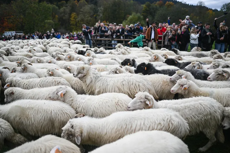 Djeluju kao zrna riže, a ustvari je nešto potpuno drugo. Možete li prepoznati o čemu je riječ?