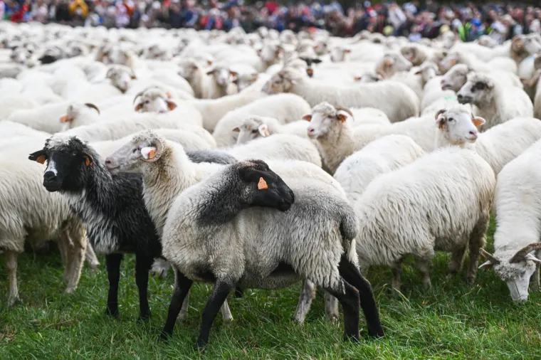 Djeluju kao zrna riže, a ustvari je nešto potpuno drugo. Možete li prepoznati o čemu je riječ?