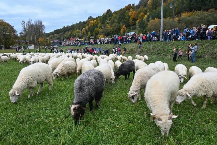 Djeluju kao zrna riže, a ustvari je nešto potpuno drugo. Možete li prepoznati o čemu je riječ?