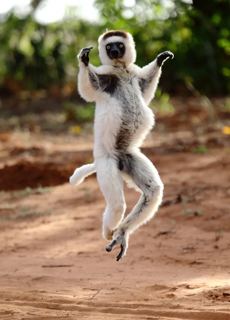 Sifaka je lemur iz roda Propithecus.