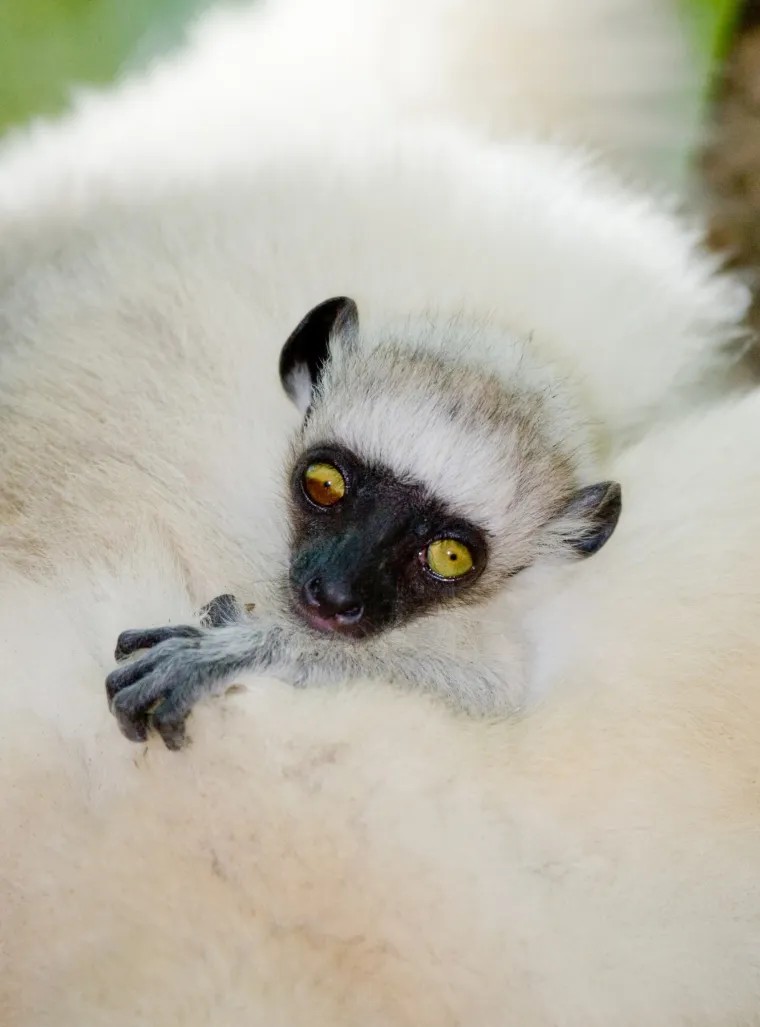 Sve vrste sifaka su ugrožene, između ostalog i zato što nestaju šumska podričja na kojima obitavaju. 