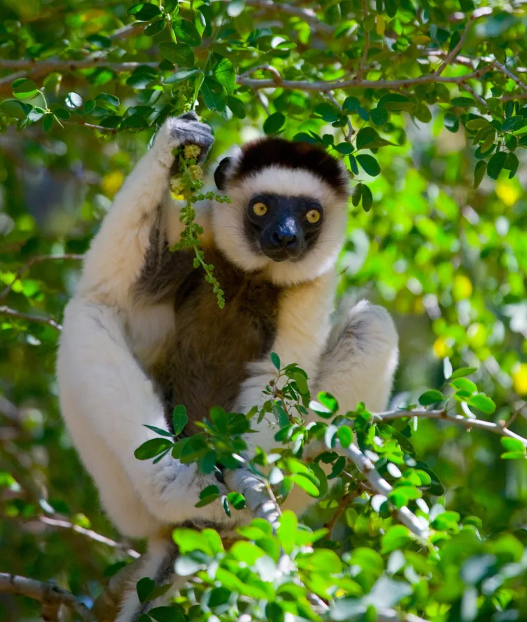Poput ostalih lemura, i sifaka ima kandže i zube koji joj omogućuju pažljivo održavanje osobne higijene.