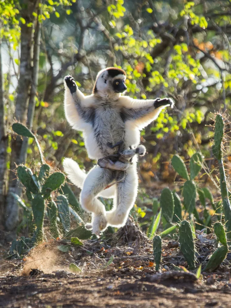 Predatori sifaka uključuju fosu, sisavca sličnog pumama, te sokolove.