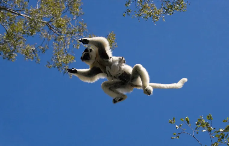 Razdoblje trudnoće lemura traje od četiri do pet mjeseci. Mladunčad se isprva čvrsto drže za majčin trbuh, a kasnije za njezina leđa. Doje se oko šest mjeseci, a punu zrelost dostižu u dobi od dvije do tri godine. Očekivano trajanje života sifaka je do 20 godina.