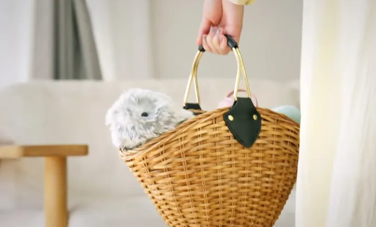 Biste li usvojili moflina? Kažu da su ti mali slatki čupavci idealno dru&scaron;tvo za usamljene