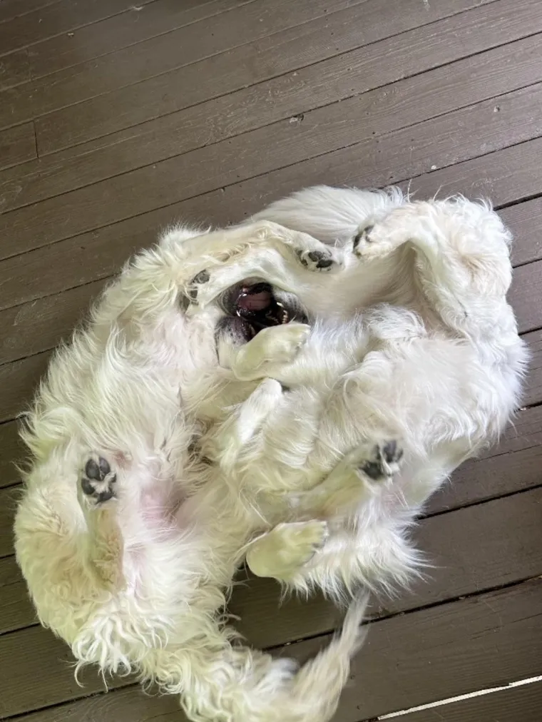 Čudovi&scaron;te ili vi&scaron;e pasa u igri?