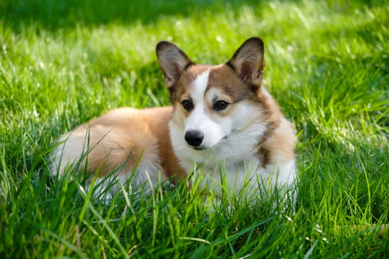 Neki vlasnici kućnih ljubimaca preferiraju pse s rodovnicama. Iz najveće dobrotvorne organizacija za dobrobit životinja u Velikoj Britaniji RSPCA upozorili su da selektivni uzgoj koji se temelji na estetskim kriterijima ili standardima pasmine često dovodi do genetskih poremećaja i sklonosti određenim bolestima.