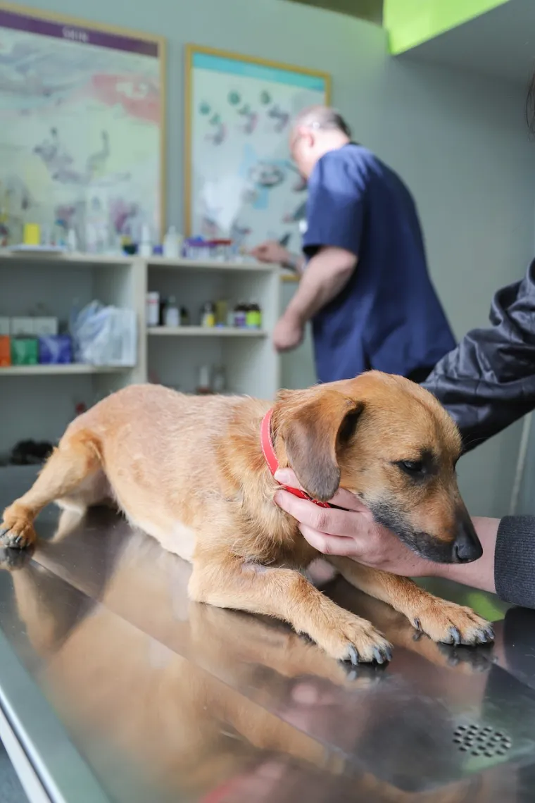 Psi u opasnosti od ozbiljnih zdravstvenih problema i skupih veterinarskih računa su: