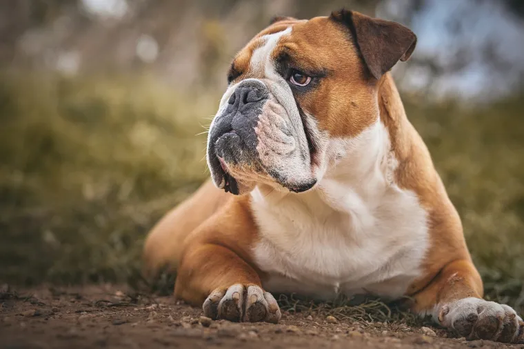 1. Buldog - Najčešći i najozbiljniji zdravstveni problem kod buldoga je brahiocefalični sindrom koji se odnosi na niz anatomskih abnormalnosti uzrokovanih kratkom njuškom i spljoštenim licem. Buldozi, također, imaju osjetljivu kožu i skloni su alergijama, što često dovodi do dermatitisa i infekcija kože. Oni mogu imati problema s očima te sa zglobovima i kostima. Osim navedenih, buldozi mogu biti skloni i nizu drugih zdravstvenih problema, uključujući probleme sa srcem, probavne smetnje, probleme s repom (zbog nepravilnog oblika kostiju) i poteškoće pri porodu (često je potreban carski rez).