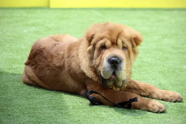 4. Shar pei - Naborana koža shar peia, iako zaštitni znak pasmine, ujedno je i glavni izvor zdravstvenih problema. Nabori na koži stvaraju vlažno i toplo okruženje, idealno za razvoj bakterija i gljivica. Shar peiji su skloni pododermatitisu (upala kože na šapama psa) te demodikozi (upalna bolest kože uzrokovana grinjama iz roda Demodex). Oni mogu imati problema s očima i disanjem te su skloni određenim nasljednim bolestima, displaziji kukova i lakta te hipotireozi.