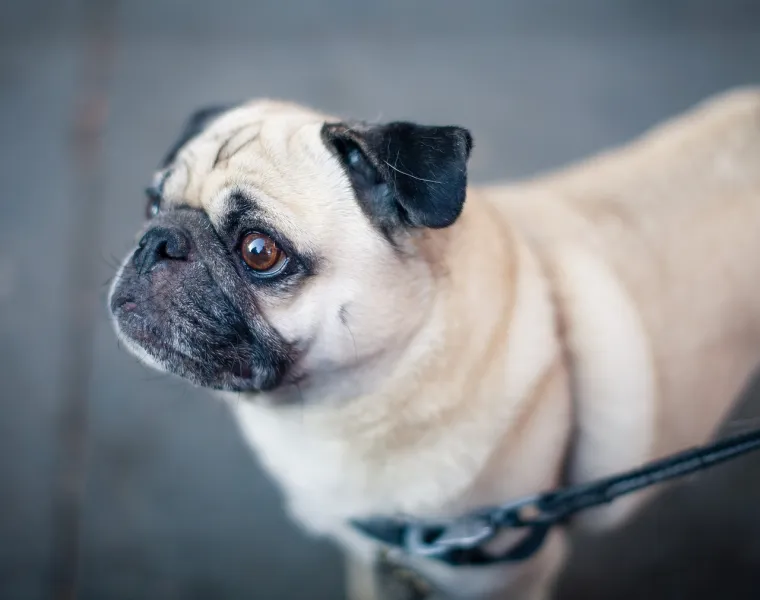 7. Mops - Brahiocefalični sindrom je najčešći zdravstveni problem kod mopsova. Zbog skraćene njuške, mops ima sužene nosnice, produženo meko nepce, a ponekad i suženi dušnik. Sve to otežava protok zraka i normalno disanje. Osim toga, mogu se javiti problemi s kožom i očima. Iako se displazija kuka češće javlja kod većih pasmina, ni mops nije imun. 