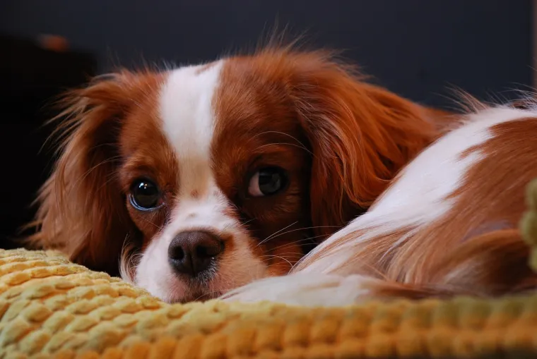 14. Cavalier King Charles &scaron;panijel - Ova pasmina, nažalost, sklona je siringomijeliji, ozbiljnom stanju gdje se unutar leđne moždine formiraju ciste ispunjena tekućinom. Ovo stanje može uzrokovati bol, slabost i paralizu.