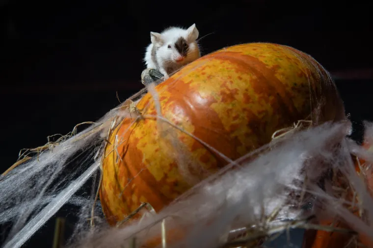 Will, vlasnik farme u Swanseaju u Walesu, inspiriran sezonskim duhom Noći vještica, odlučio je prirediti mini Halloween zabavu za svoje neobične posjetitelje.