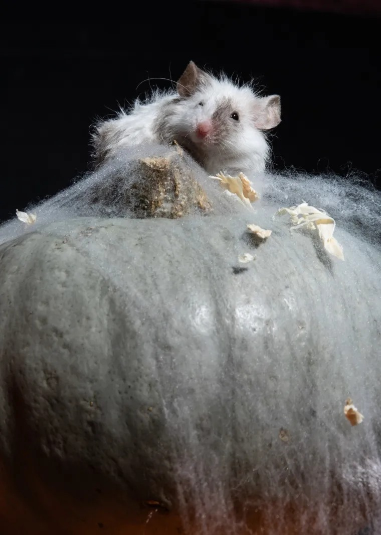 Dok svijet oko njih slavi Halloween s maskama i strašnim dekoracijama, ovi mali miševi donose pravu dozu šarma i dokaz su da se odlična atmosfera može doživjeti na najnježniji mogući način.