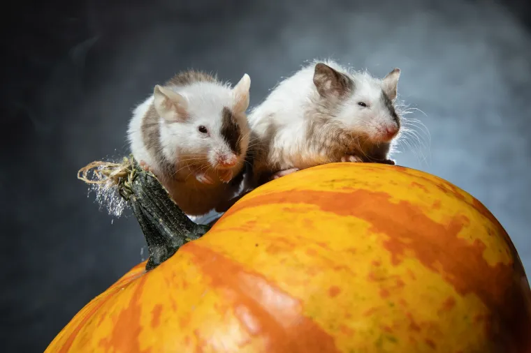 Tko kaže da Noć vje&scaron;tica mora biti uvijek jeziva? Ovi slatki mi&scaron;evi donose čaroliju koja osvaja srca