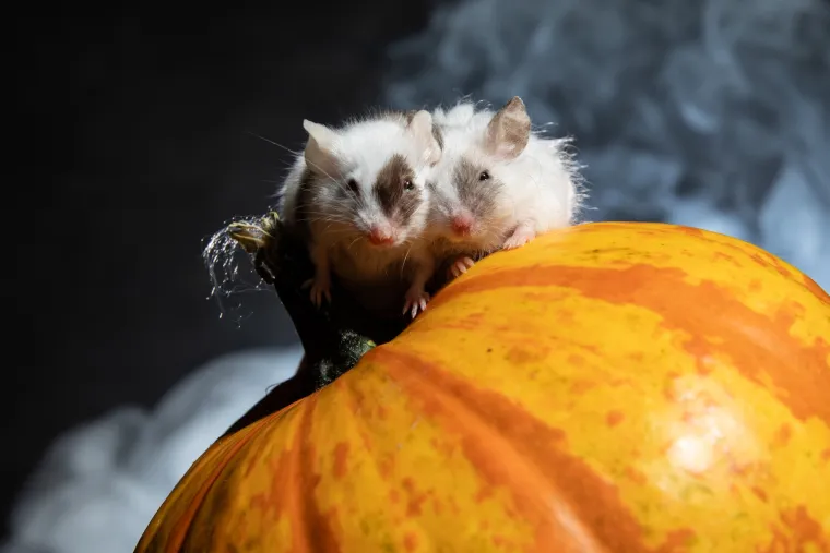 Tko kaže da Noć vje&scaron;tica mora biti uvijek jeziva? Ovi slatki mi&scaron;evi donose čaroliju koja osvaja srca