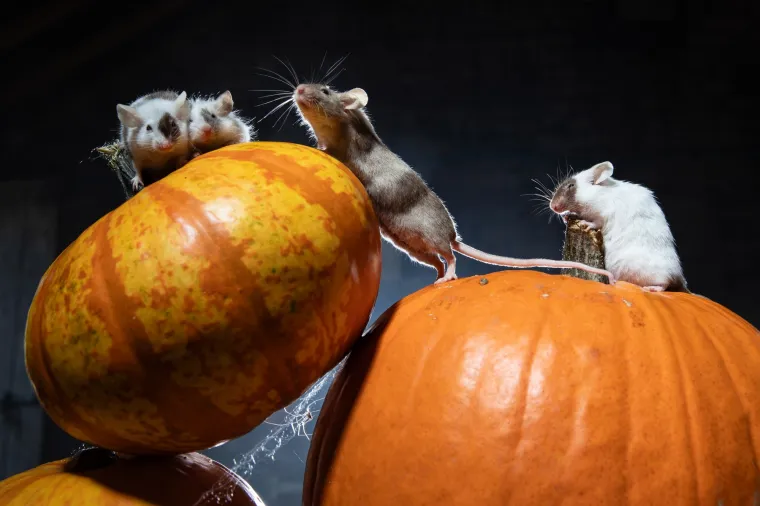 Tko kaže da Noć vje&scaron;tica mora biti uvijek jeziva? Ovi slatki mi&scaron;evi donose čaroliju koja osvaja srca