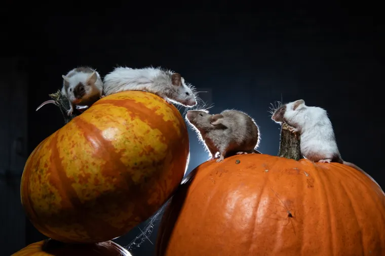 Tko kaže da Noć vje&scaron;tica mora biti uvijek jeziva? Ovi slatki mi&scaron;evi donose čaroliju koja osvaja srca