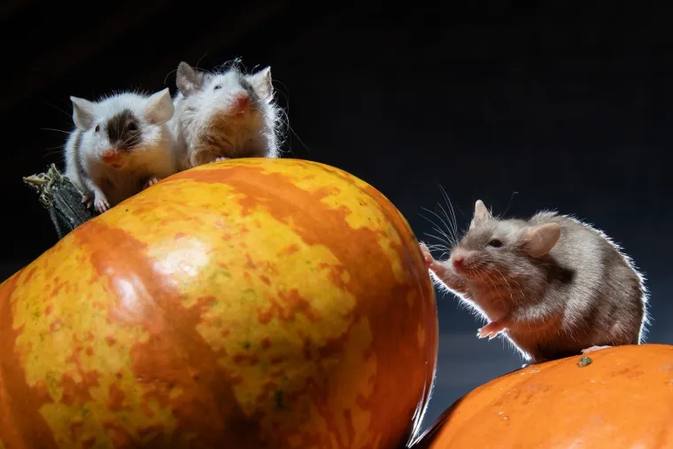 Tko kaže da Noć vje&scaron;tica mora biti uvijek jeziva? Ovi slatki mi&scaron;evi donose čaroliju koja osvaja srca