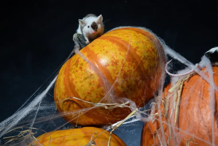 Tko kaže da Noć vje&scaron;tica mora biti uvijek jeziva? Ovi slatki mi&scaron;evi donose čaroliju koja osvaja srca