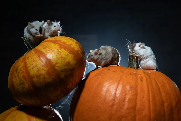 Tko kaže da Noć vje&scaron;tica mora biti uvijek jeziva? Ovi slatki mi&scaron;evi donose čaroliju koja osvaja srca