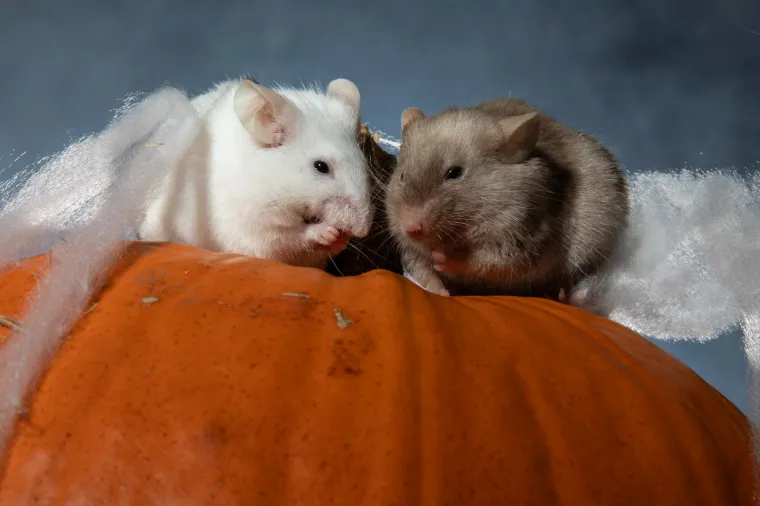 Tko kaže da Noć vje&scaron;tica mora biti uvijek jeziva? Ovi slatki mi&scaron;evi donose čaroliju koja osvaja srca