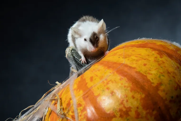 Tko kaže da Noć vje&scaron;tica mora biti uvijek jeziva? Ovi slatki mi&scaron;evi donose čaroliju koja osvaja srca